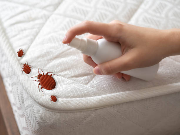 Best Bed Bug Extermination  in Golden Gate, FL
