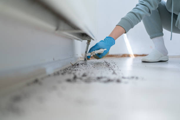 Trusted Golden Gate, FL Pest Control Experts
